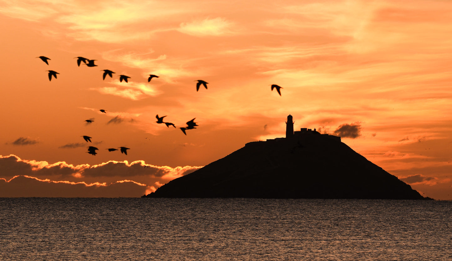 Taking Flight at Dawn - Ballycotton Lighthouse