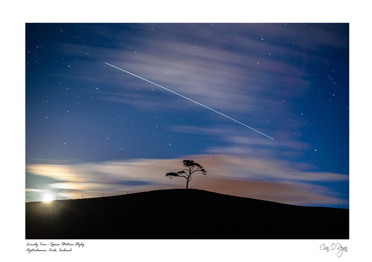 Lonely Tree, Oysterhaven